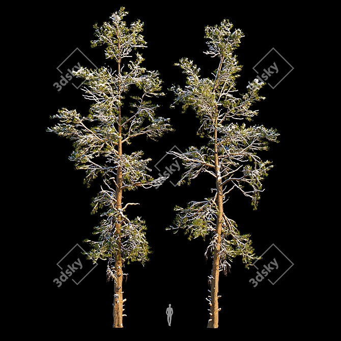 Winter Pine Trees in Snow 3D model image 1