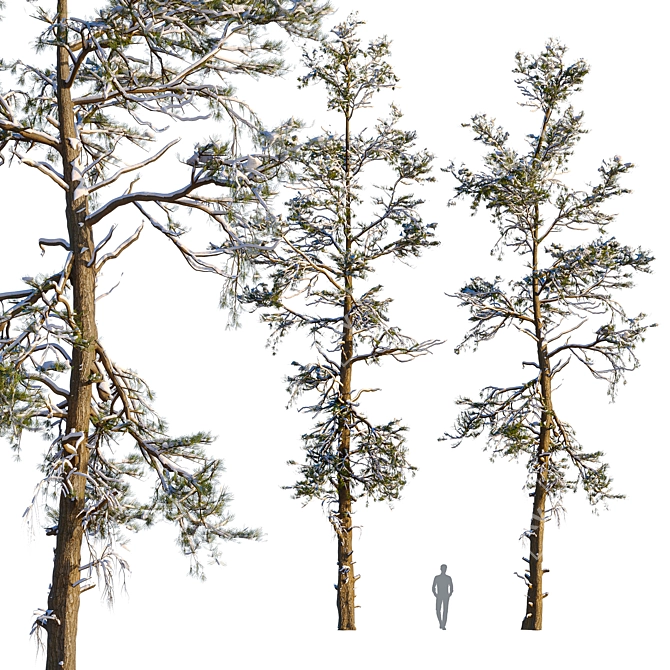 Winter Pine Trees in Snow 3D model image 2