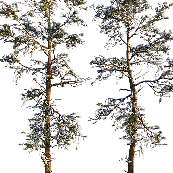 Winter Pine Trees in Snow 3D model image 3