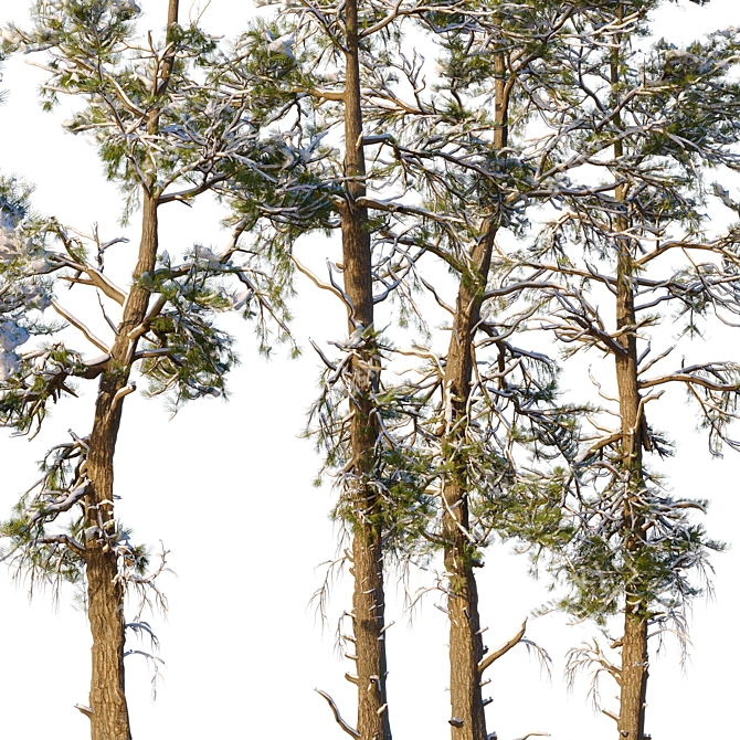 Winter Pine Trees in Snow 3D model image 4