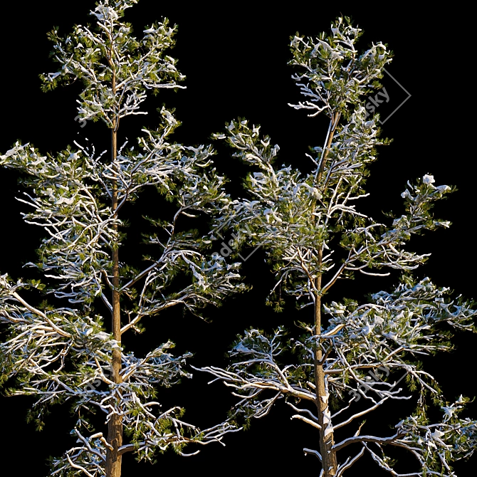 Winter Pine Trees in Snow 3D model image 5