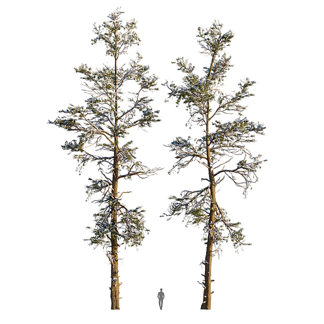 Winter Pine Trees in Snow 3D model image 8