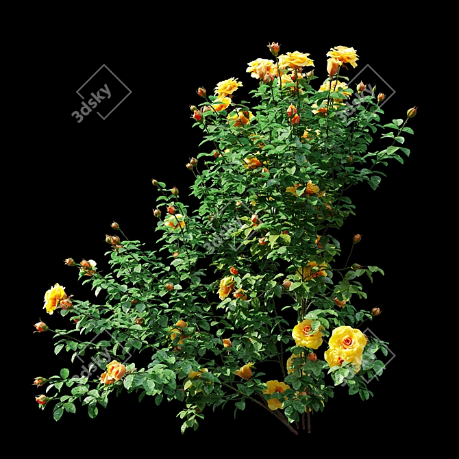 Three Rose Bushes with Varieties 3D model image 4