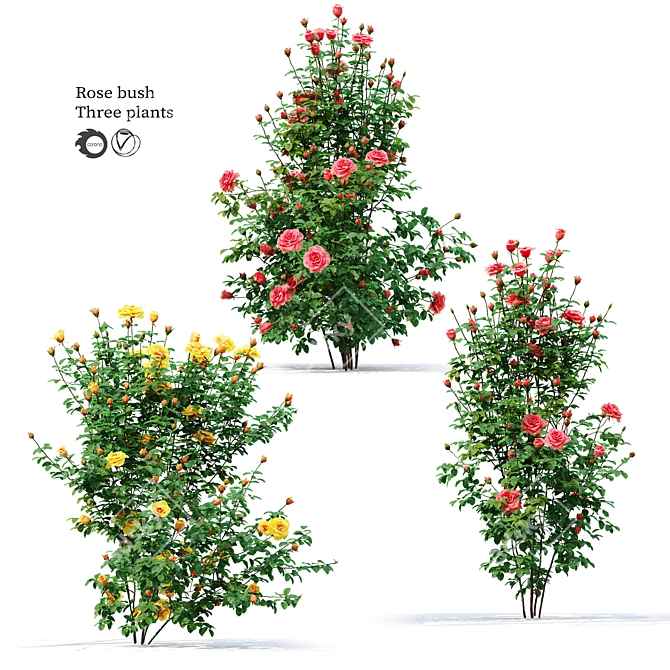 Three Rose Bushes with Varieties 3D model image 8