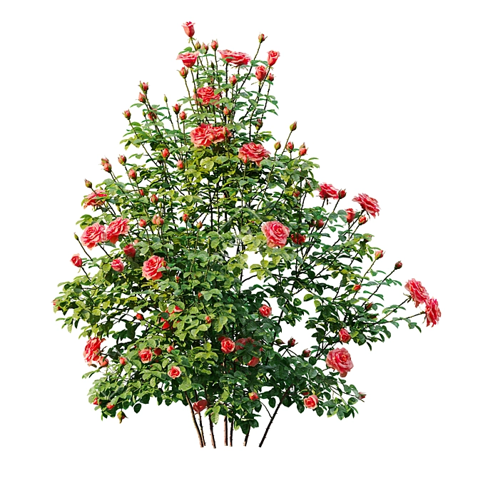 Three Rose Bushes with Varieties 3D model image 11