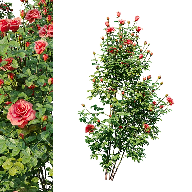 Three Rose Bushes with Varieties 3D model image 12