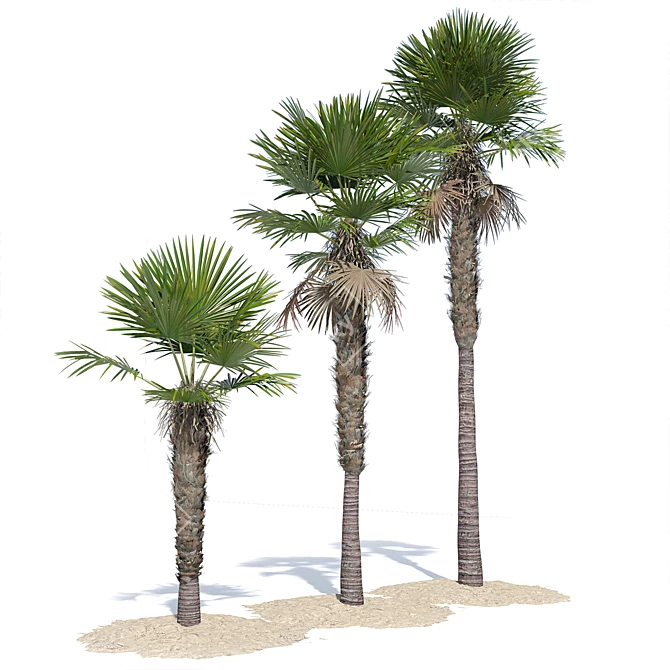 Trachycarpus fortunei Palm Tree Models 3D model image 3