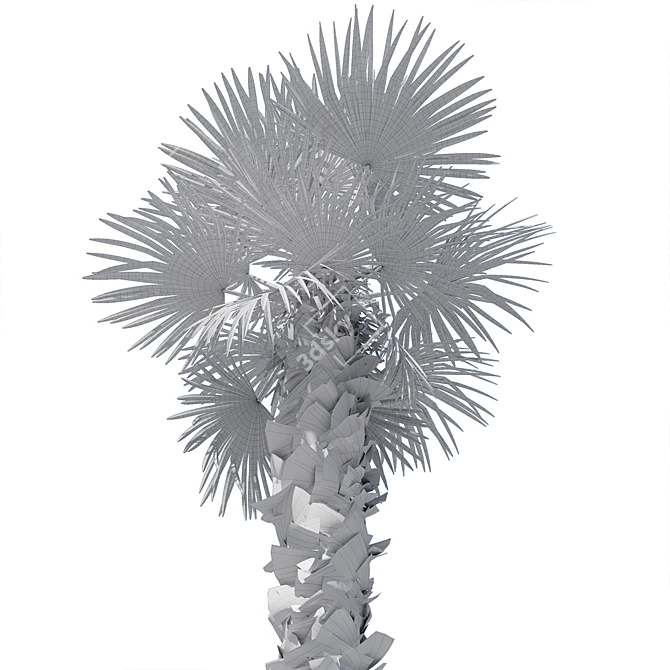 Trachycarpus fortunei Palm Tree Models 3D model image 6