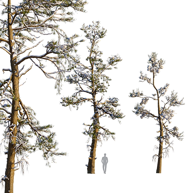 Snowy Pine Trio Display 3D model image 3