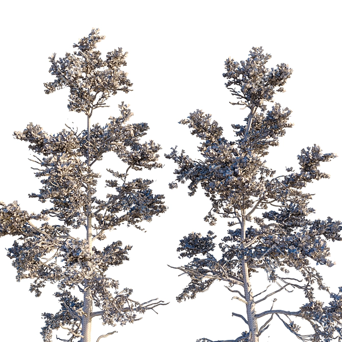 Snowy Pine Trio Display 3D model image 7