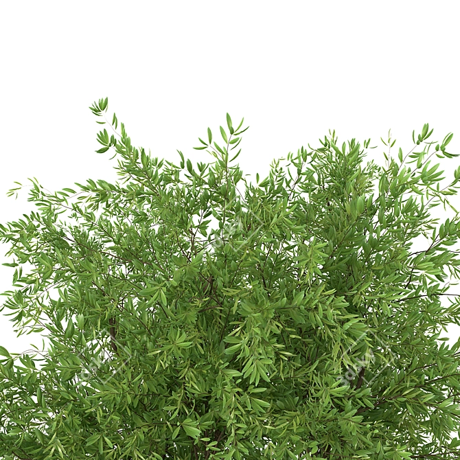 Realistic Green Plant Bouquet 3D 3D model image 2