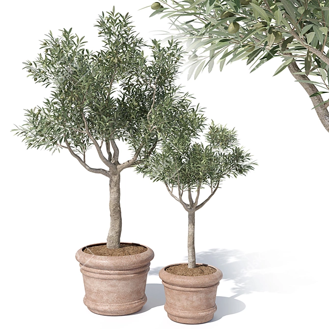 Potted Olive Tree Duo Set 3D model image 1