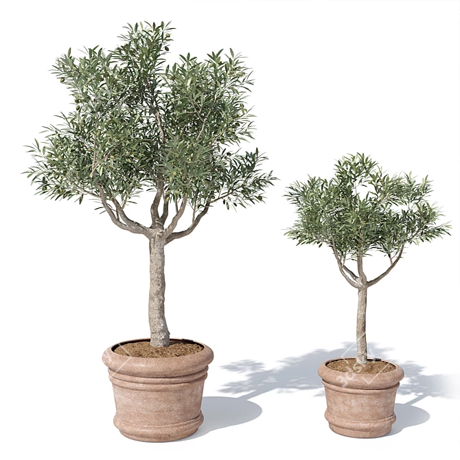 Potted Olive Tree Duo Set 3D model image 3