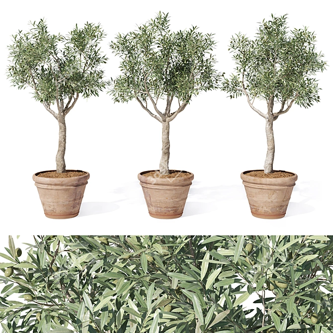 Mini Olive Tree in Pot 3D model image 2