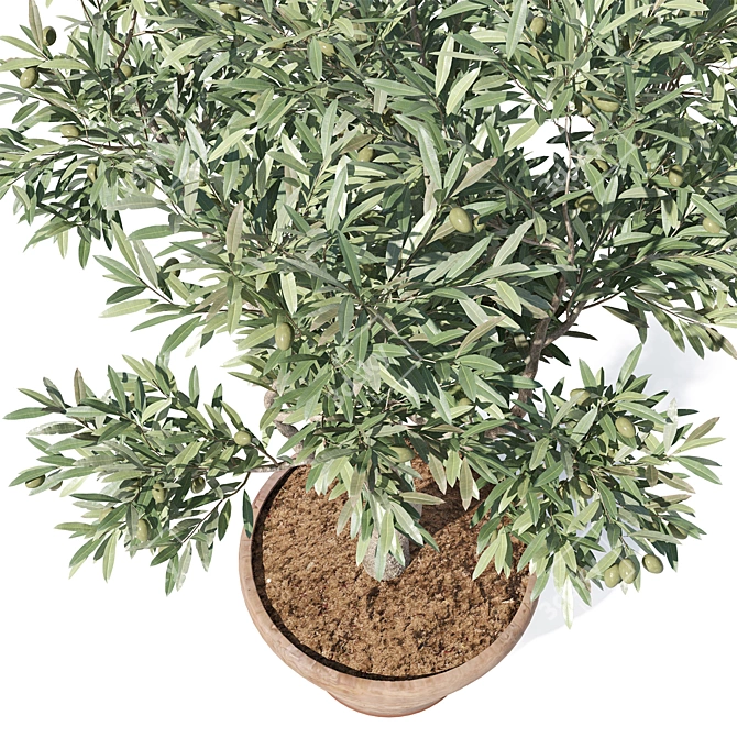 Mini Olive Tree in Pot 3D model image 4