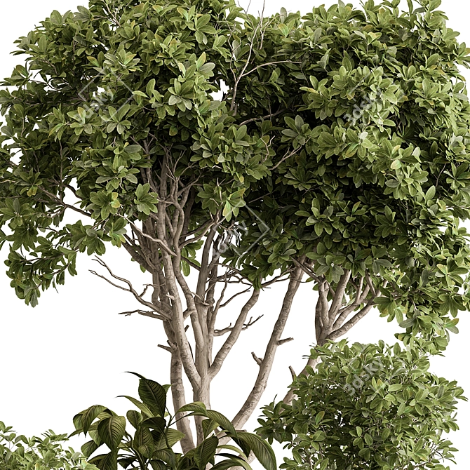 Botanical Elegance: Indoor Tree Display 3D model image 2