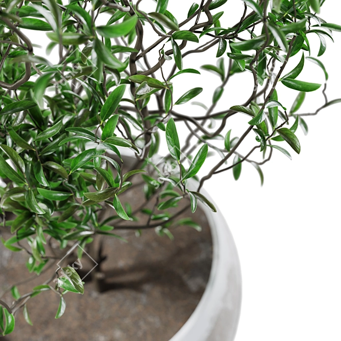 Concrete and Plaster Potted Live Plant 3D model image 3