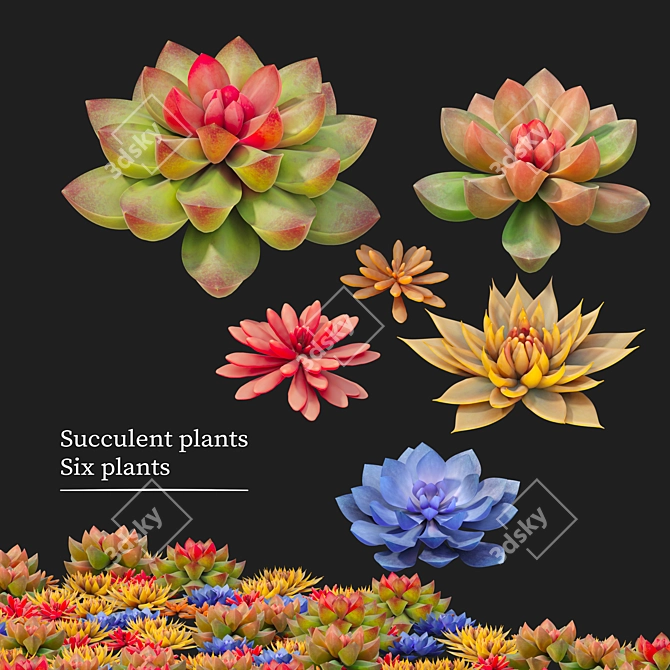 Six Succulent Plants Collection 3D model image 1