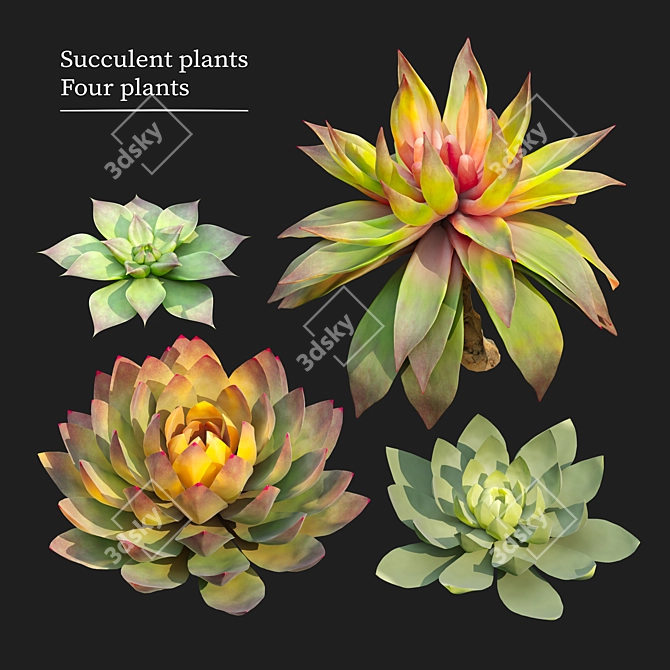 Set of Four Succulent Plants 3D model image 1