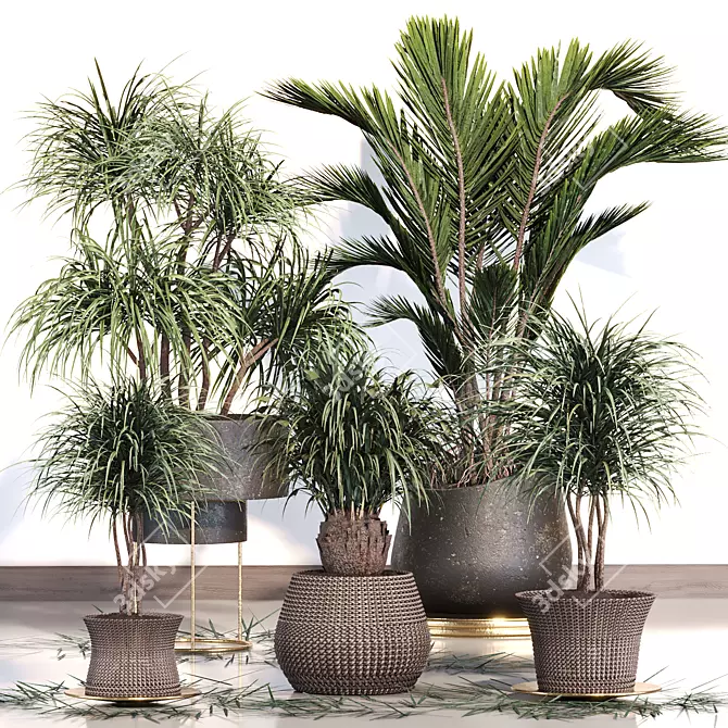 Tropical Palm Plant Collection 3D model image 1