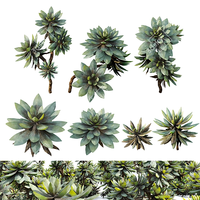  Assorted Succulent Plants Set 3D model image 1