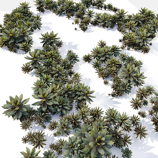  Assorted Succulent Plants Set 3D model image 6