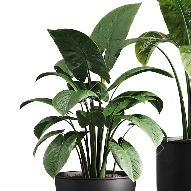 Vibrant Indoor Plants Collection 3D model image 2