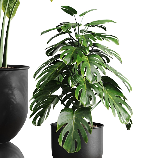 Vibrant Indoor Plants Collection 3D model image 4