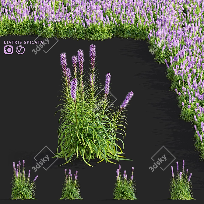 Liatris Spicata Flower Bundle 3D model image 1