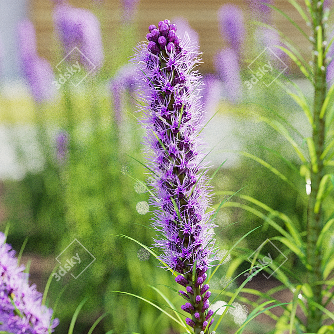 Liatris Spicata Flower Bundle 3D model image 6