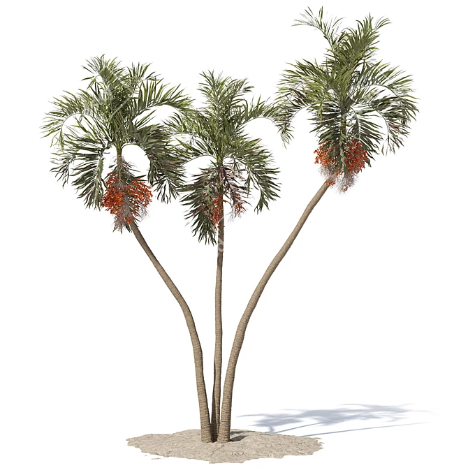 Tropical Palm Tree 3D Model 3D model image 2