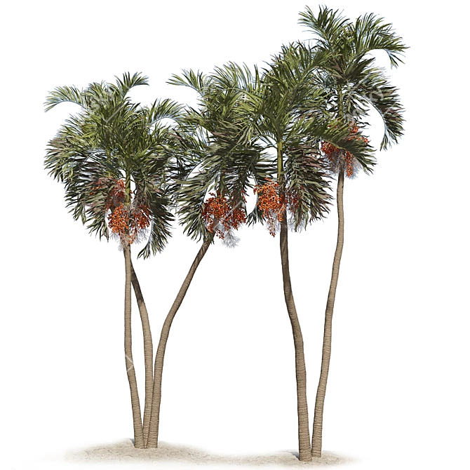 Tropical Palm Tree 3D Model 3D model image 3