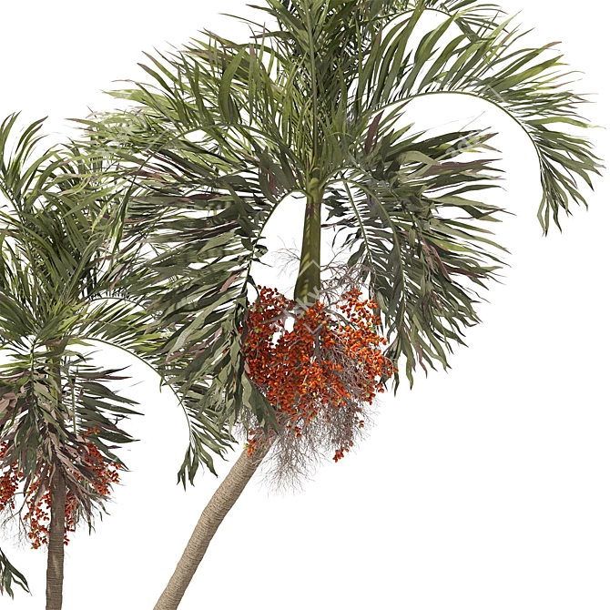 Tropical Palm Tree 3D Model 3D model image 4