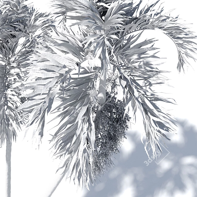 Tropical Palm Tree 3D Model 3D model image 5