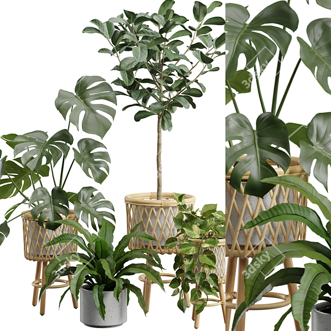 Exotic Indoor Plants Collection 4K 3D model image 3