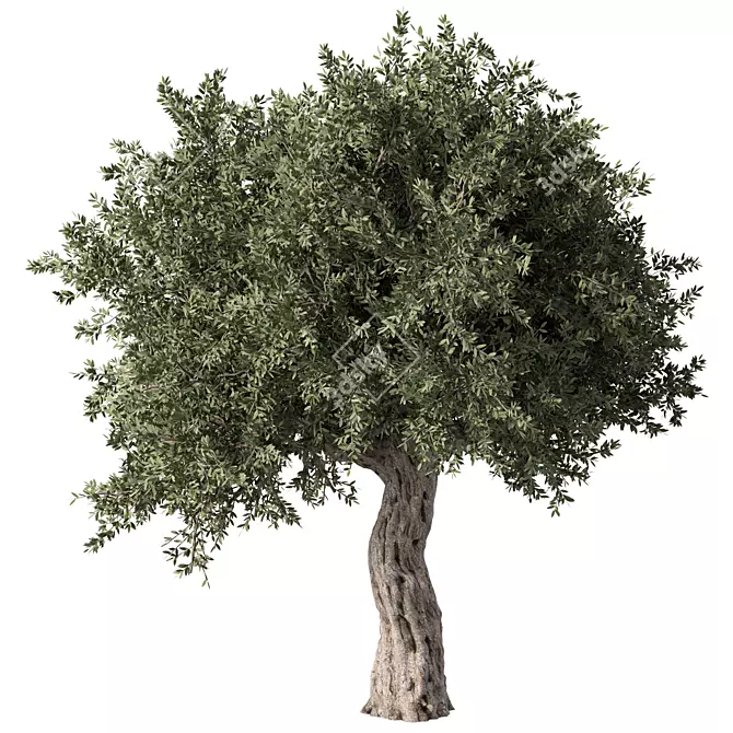 Elegant Olive Tree No.57 3D model image 1