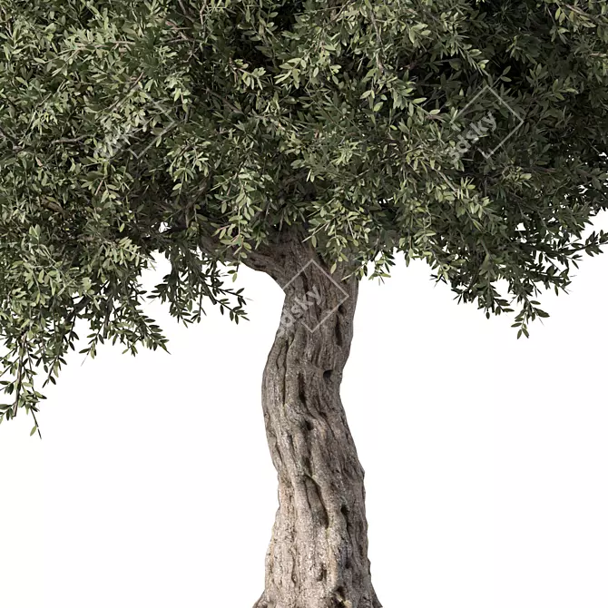 Elegant Olive Tree No.57 3D model image 3