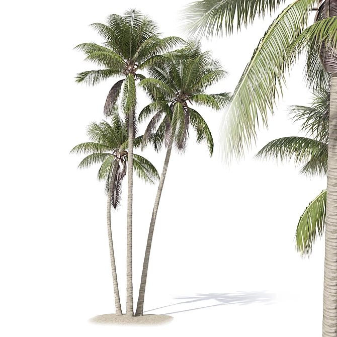 Coconut Palm Tree 3D model image 1