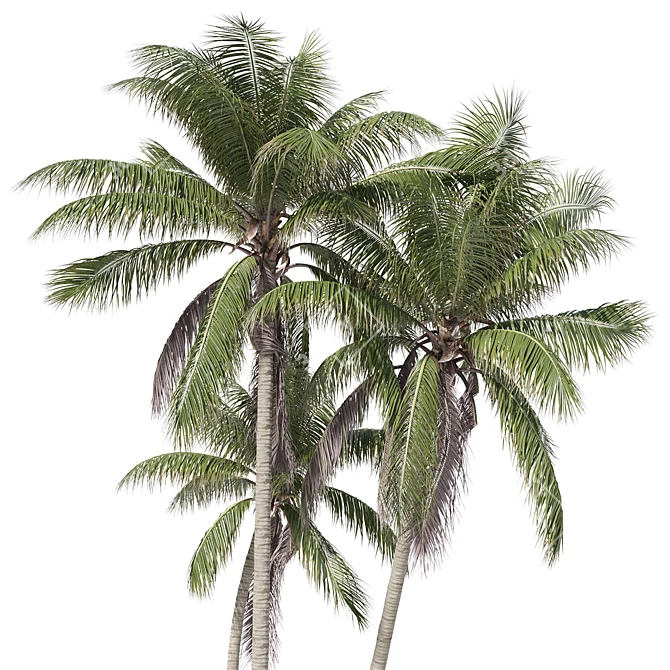 Coconut Palm Tree 3D model image 2