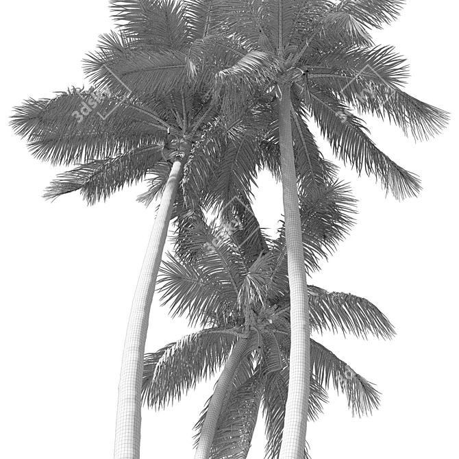 Coconut Palm Tree 3D model image 4