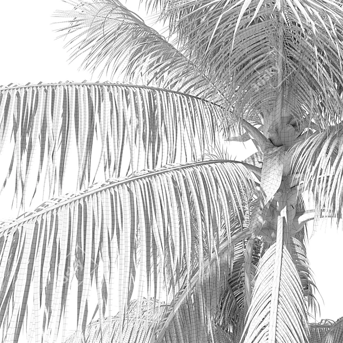 Coconut Palm Tree 3D model image 5