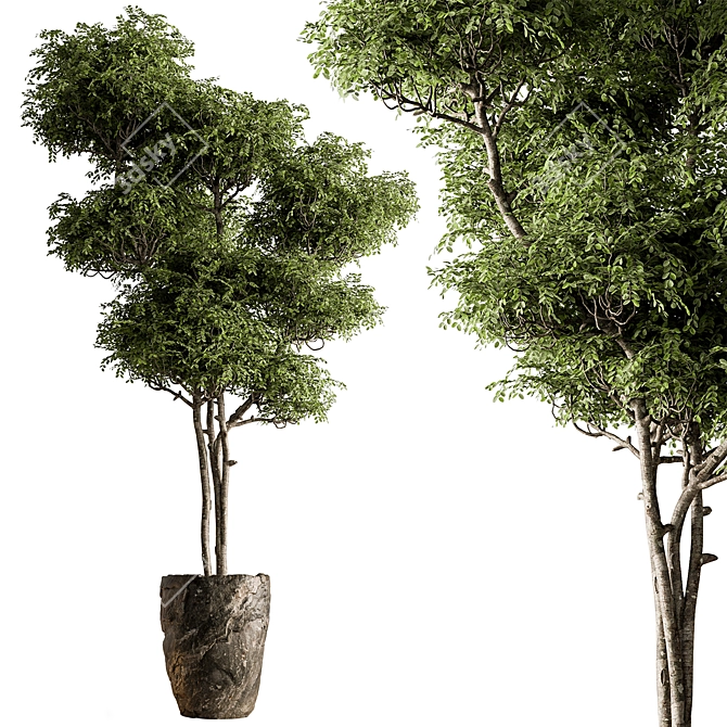 Botanical Beauty - Potted Tree 3D model image 2