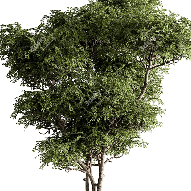 Botanical Beauty - Potted Tree 3D model image 3