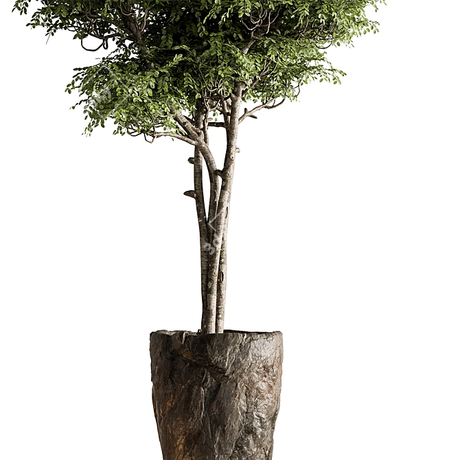 Botanical Beauty - Potted Tree 3D model image 4