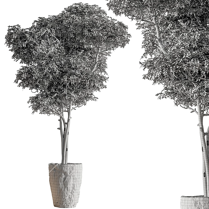 Botanical Beauty - Potted Tree 3D model image 6