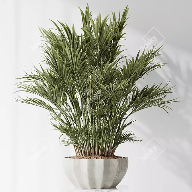 Tropical Indoor Palm Plant Set 3D model image 2