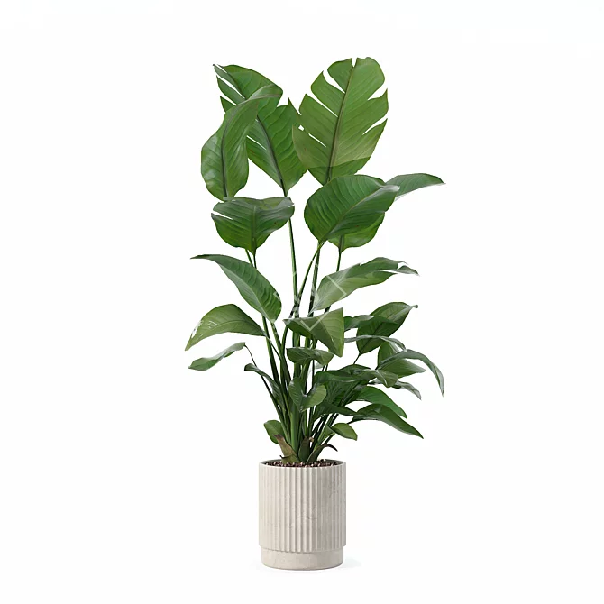 Strelitzia 09 in Beige Pot 3D model image 2