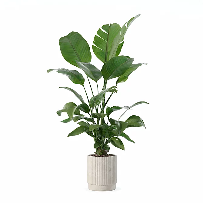 Strelitzia 09 in Beige Pot 3D model image 4