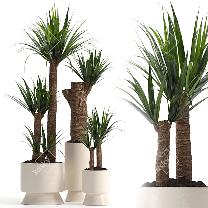 Yucca Indoor Plant 3D Model 3D model image 1