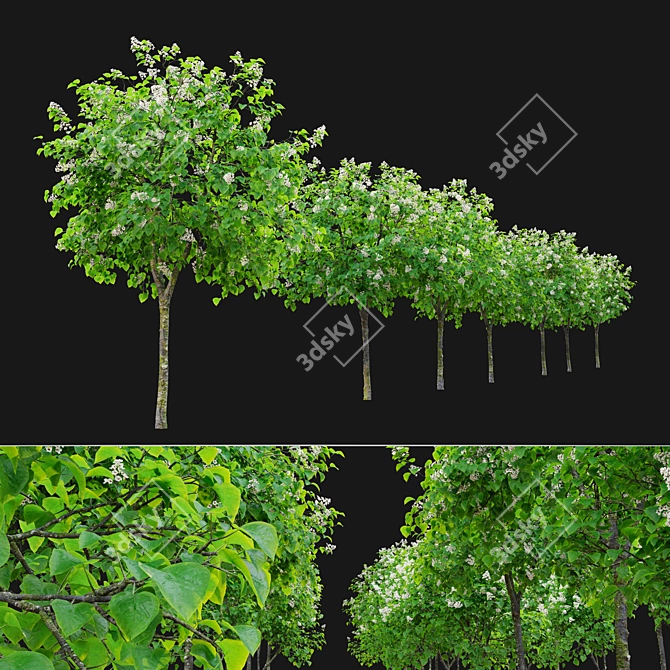 Catawba Catalpa Tree 3D Model 3D model image 4